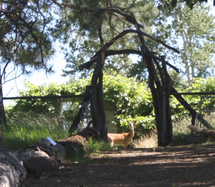 redsun labyrinth deer