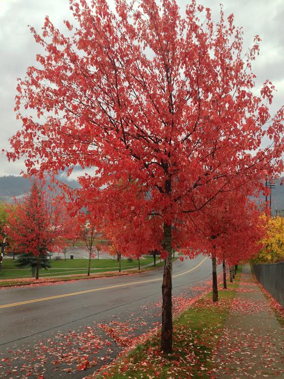 vibrant autumn lane