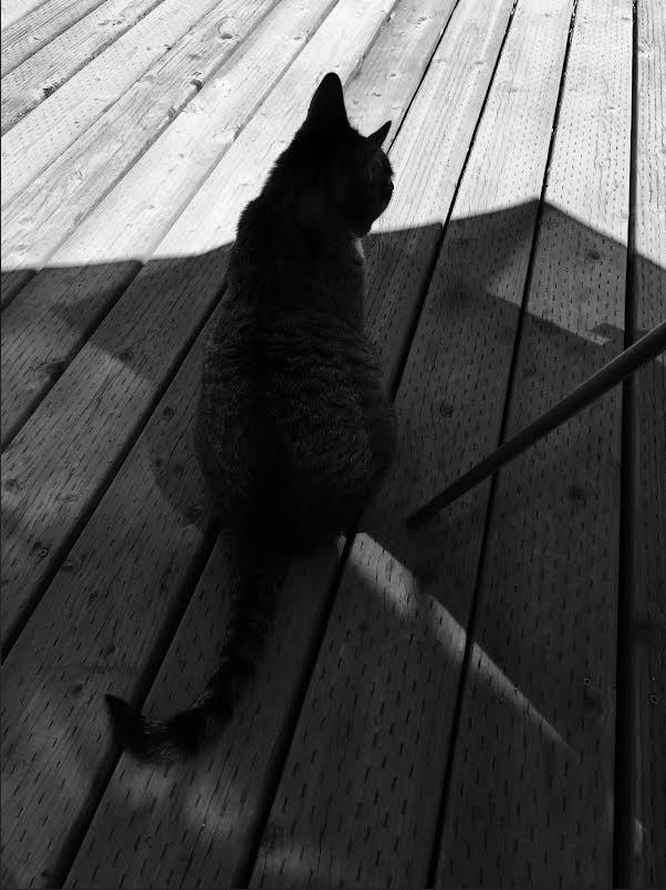 harlowe black & white