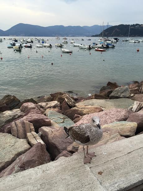 seagull at lerici