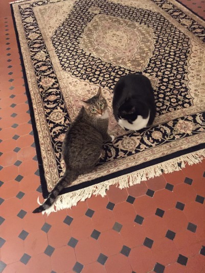 cats on carpet in dining room